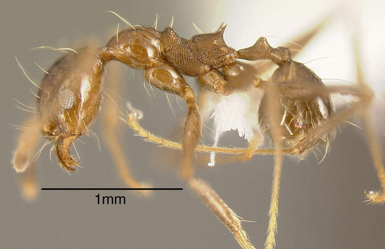 Image of <i>Pheidole hoelldobleri</i>