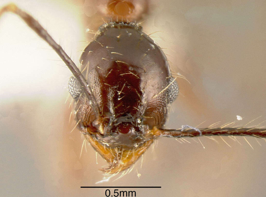 Image of Pheidole indagatrix