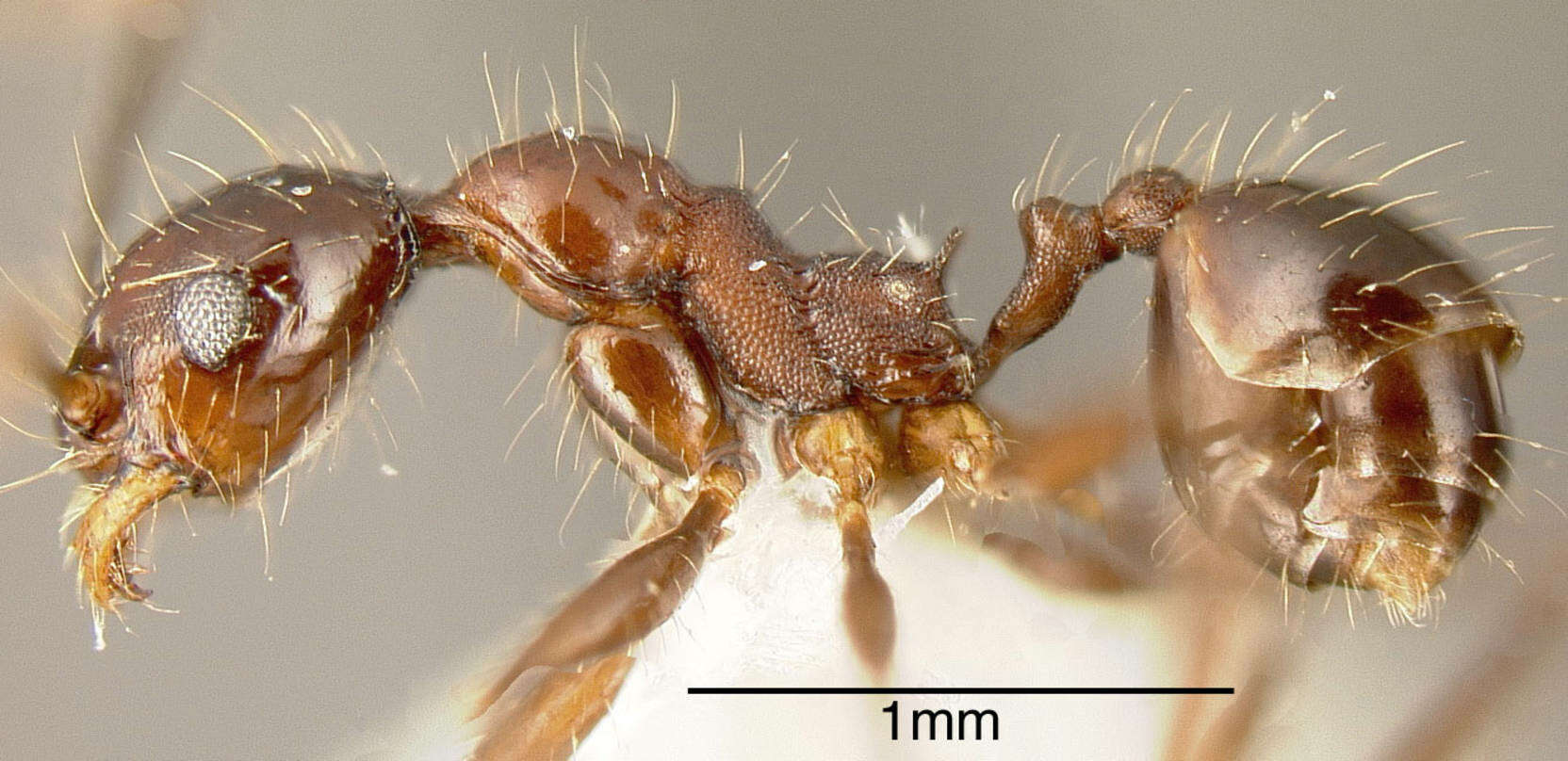 Image of Pheidole indagatrix