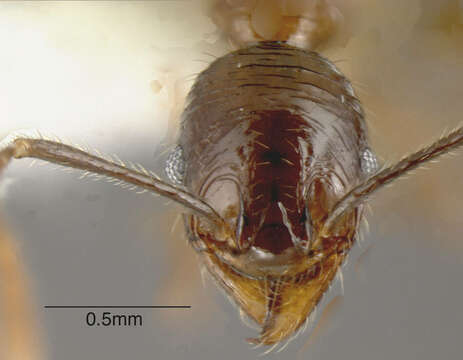 Слика од Pheidole innupta Menozzi 1931