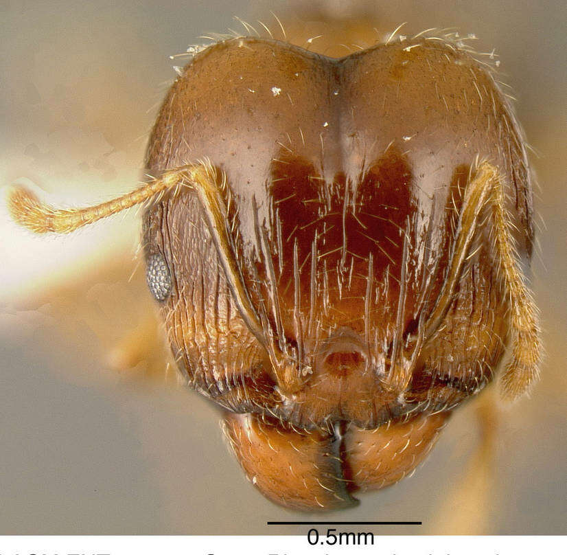 Image of Pheidole