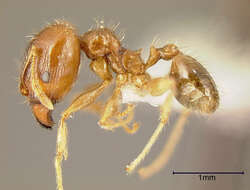 Image of Pheidole