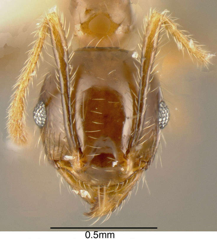 Image of Pheidole