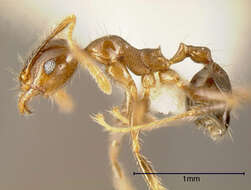 Image of Pheidole