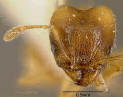 صورة Pheidole nasutoides Hoelldobler & Wilson 1992