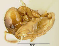 صورة Pheidole nasutoides Hoelldobler & Wilson 1992