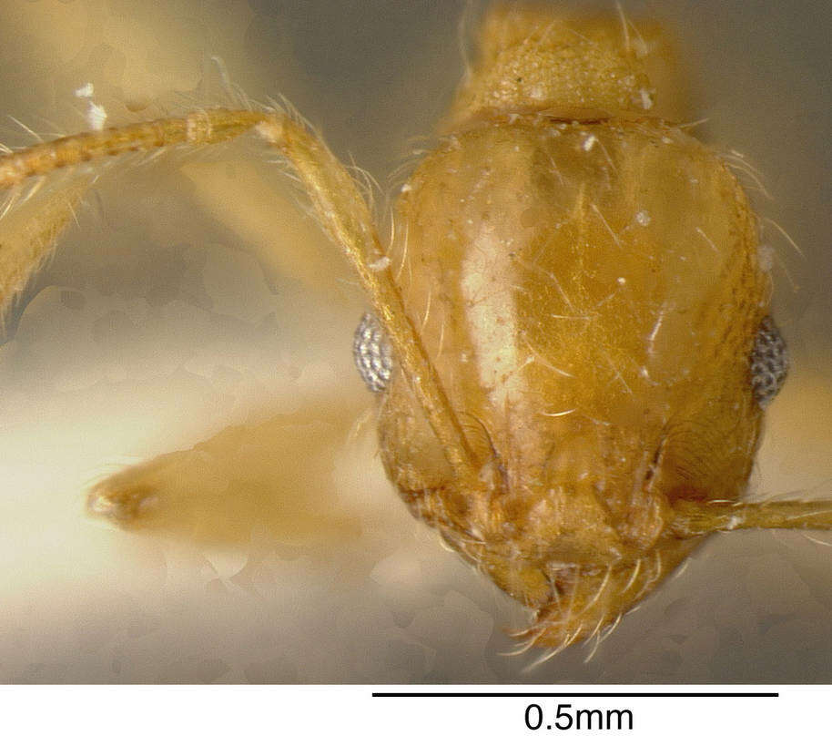 صورة Pheidole nasutoides Hoelldobler & Wilson 1992