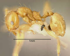 صورة Pheidole nasutoides Hoelldobler & Wilson 1992