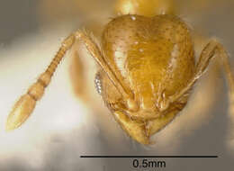 Image of Pheidole nitella