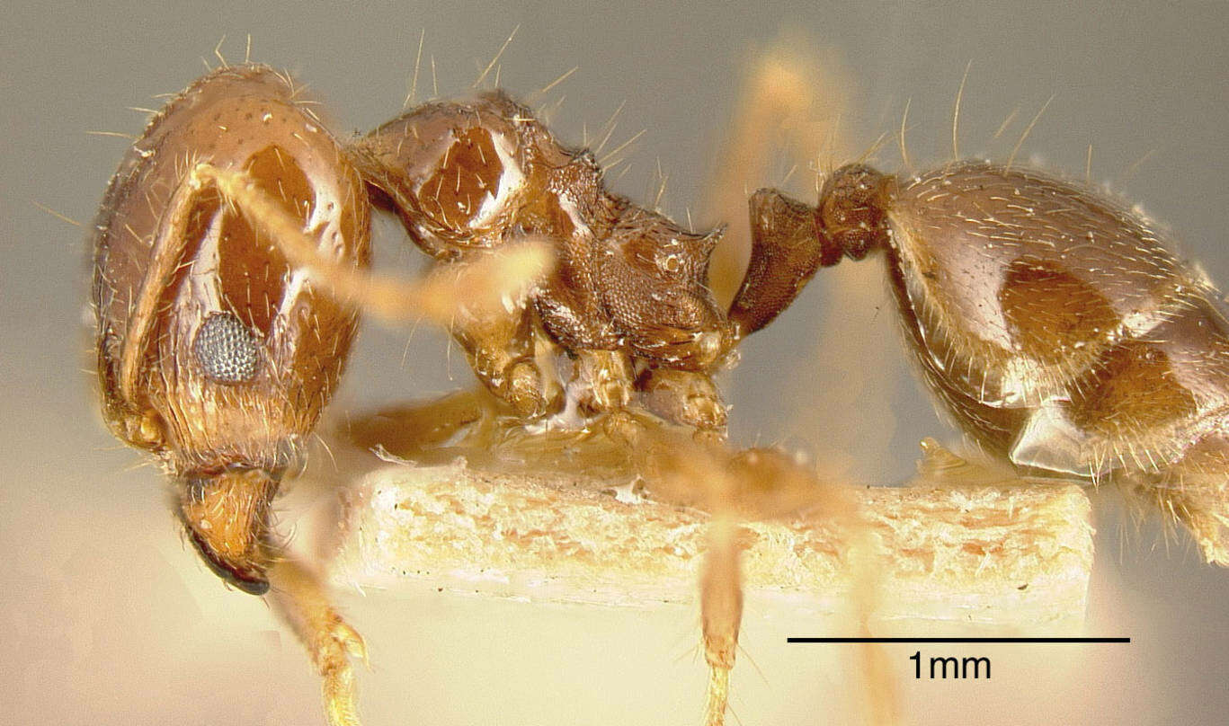 Image of Pheidole pubiventris Mayr 1887