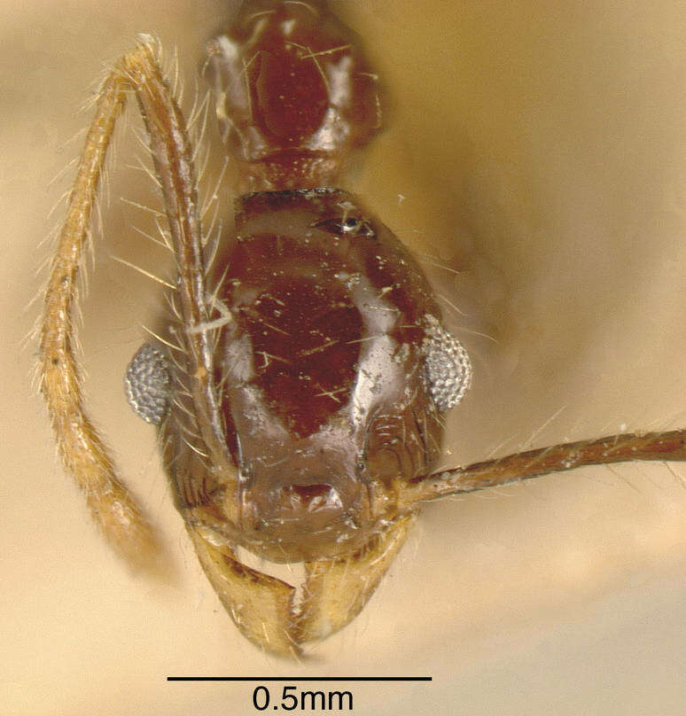 Image of Pheidole pubiventris Mayr 1887