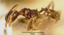 Image of Pheidole pubiventris Mayr 1887