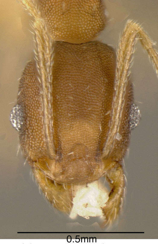 Pheidole punctatissima Mayr 1870的圖片