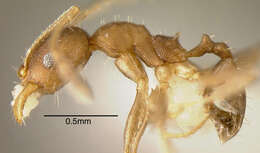 Pheidole punctatissima Mayr 1870的圖片