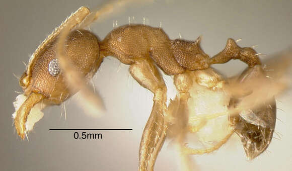 Plancia ëd Pheidole punctatissima Mayr 1870