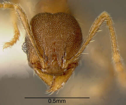 Image of Pheidole rectispina