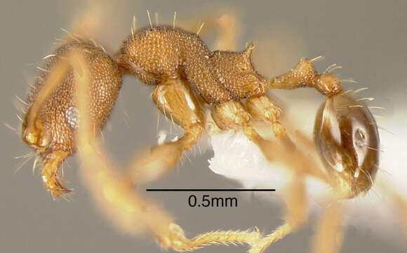 Image of Pheidole rectispina