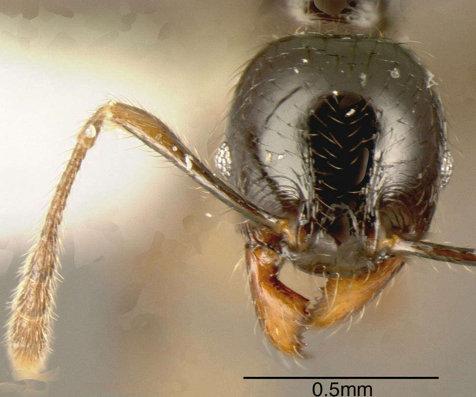 Image of Pheidole rhinoceros Forel 1899