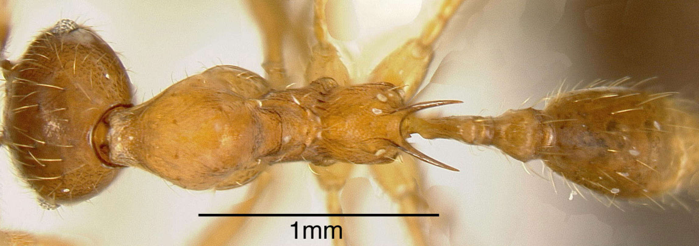 Image of Pheidole rogeri Emery 1896