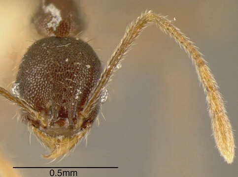 Image of <i>Pheidole rugiceps</i>