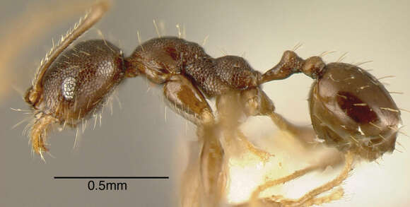 Image of <i>Pheidole rugiceps</i>