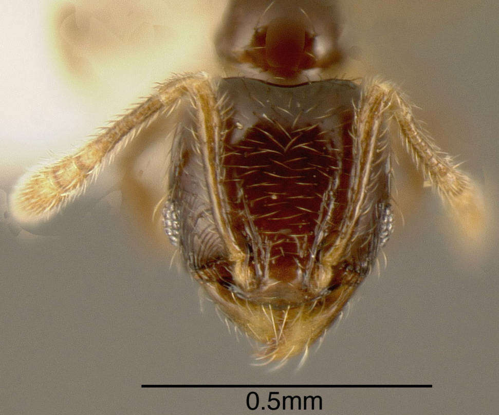 صورة Pheidole sagittaria