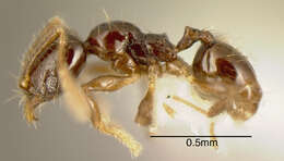 صورة Pheidole sagittaria