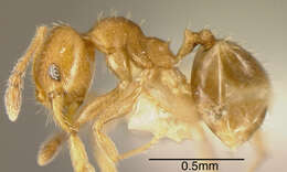 Pheidole transversostriata Mayr 1887 resmi