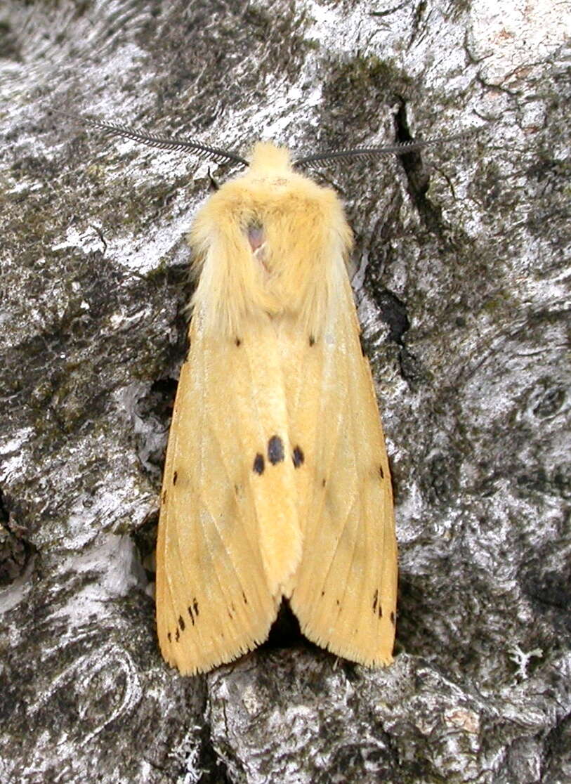 صورة Spilosoma lutea Hüfnagel 1766