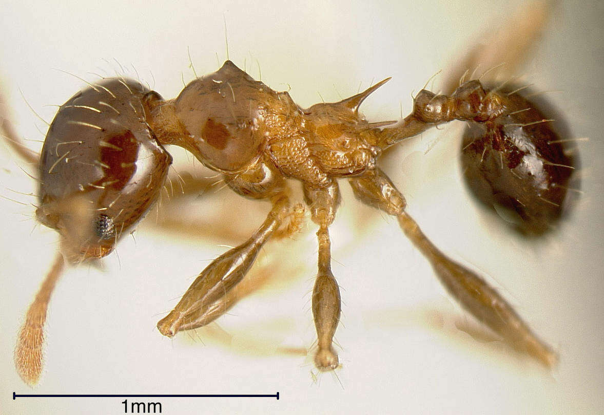 Image of Pheidole simonsi