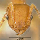 Image of Pheidole striaticeps Mayr 1870