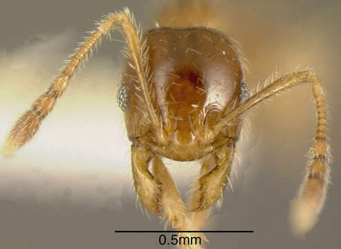 Image of Pheidole subarmata Mayr 1884