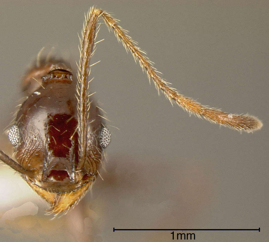 صورة Pheidole susannae Forel 1886