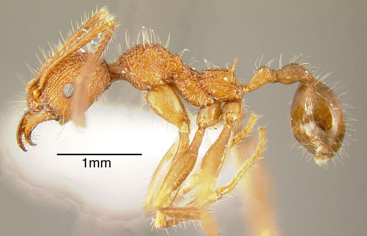 Image of Pheidole vorax (Fabricius 1804)