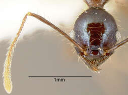 Image of Pheidole violacea