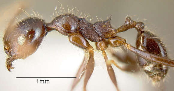 Image of Pheidole violacea