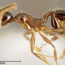 Image of Pheidole tenuicephala