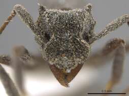 Image of Cyphomyrmex podargus Snelling & Longino 1992