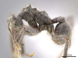 Image of Cyphomyrmex podargus Snelling & Longino 1992