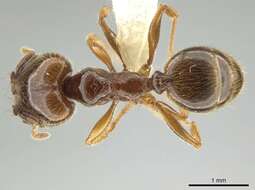 Image of Pheidole vallifica Forel 1901