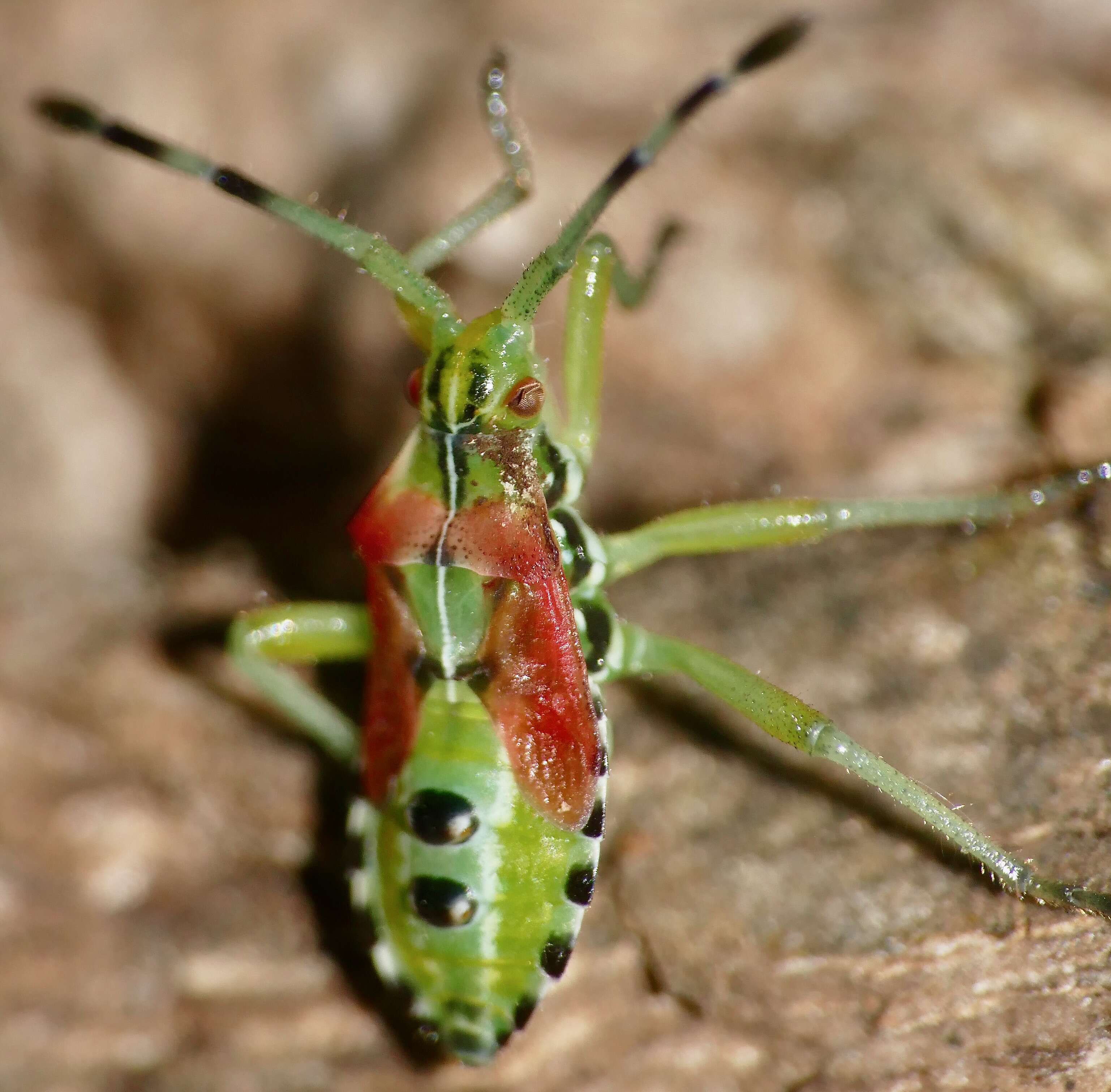 صورة Ceratopachys nigricornis (Germar 1838)