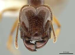 Image of Pheidole vallifica Forel 1901