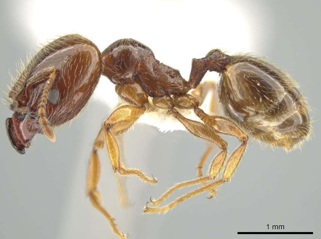 Image of Pheidole vallifica Forel 1901