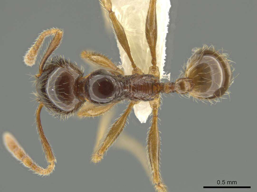 Image of Pheidole vallifica Forel 1901