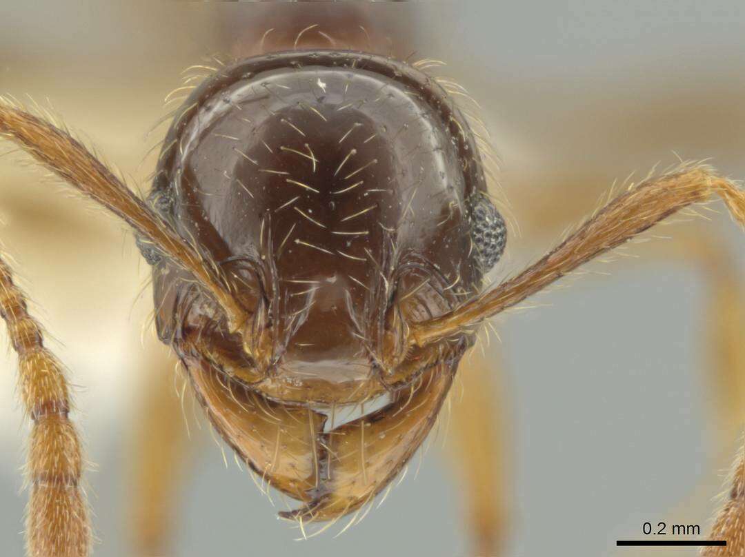 Image of Pheidole vallifica Forel 1901