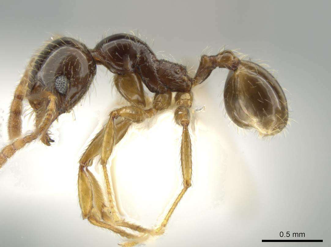 Image of Pheidole vallifica Forel 1901