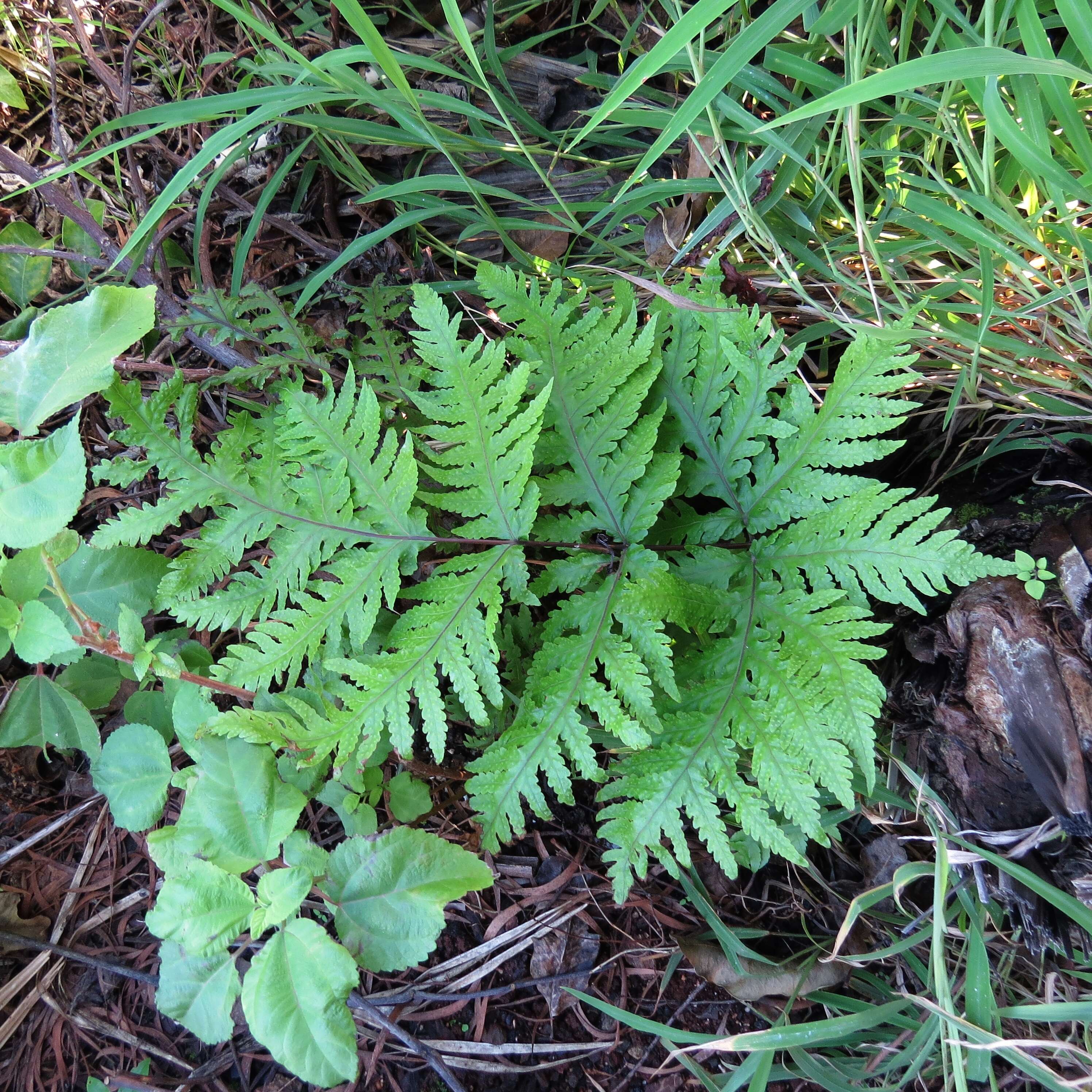 Image de Tectaria gaudichaudii (Mett.) Maxon