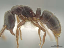 Image of Ant