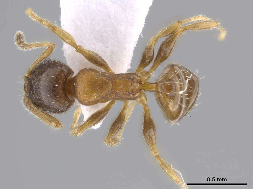 Imagem de Pheidole constipata Wheeler 1908