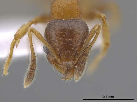 Imagem de Pheidole constipata Wheeler 1908